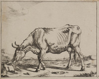 TvB G 0486
<br/>
Grazende koe van opzij gezien
<br/>
<em>Bije, Marcus de (1639-ca. 1690)</em>